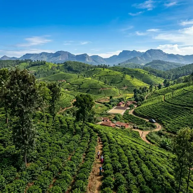 Signature Mysore Taxi Deal: Chikmagalur Coffee Tour