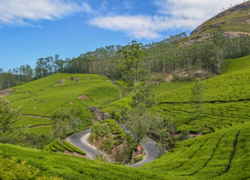 Four Days in Ooty & Munnar – Tea Trails & Misty Escapes