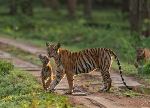 Mysore to Kabini – 2 Days / 1 Night Tour